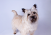 Cairn Terrier Dog Breed: A Spirited Scottish Companion